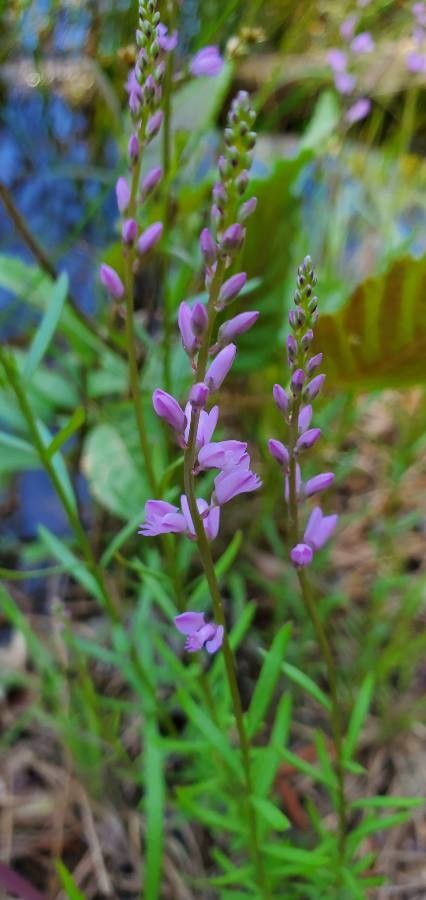 Polygala polygama flower