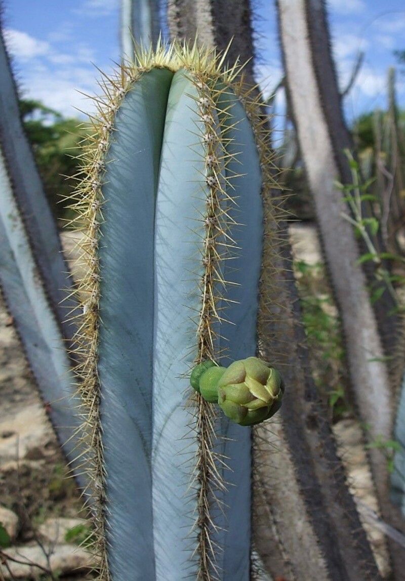 Pilosocereus magnificus bark