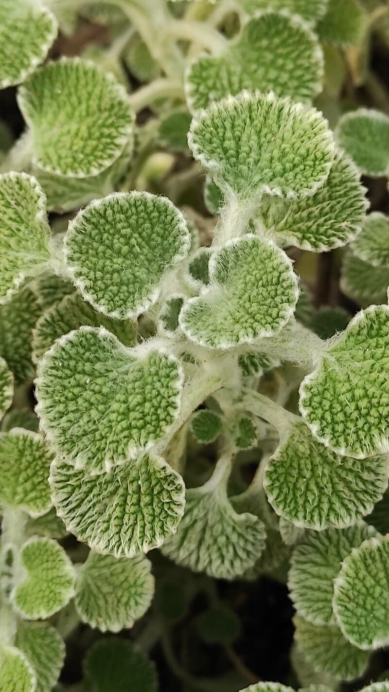 Marrubium supinum leaf