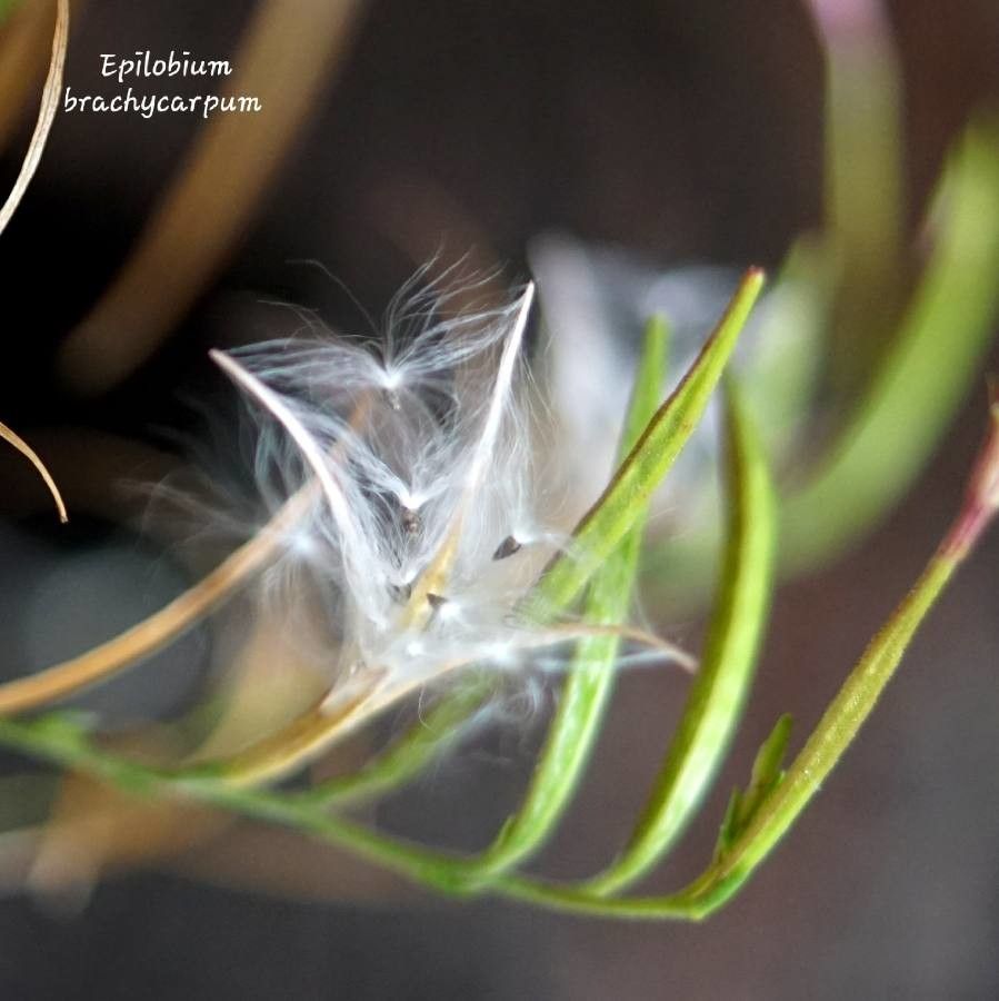 Epilobium brachycarpum fruit