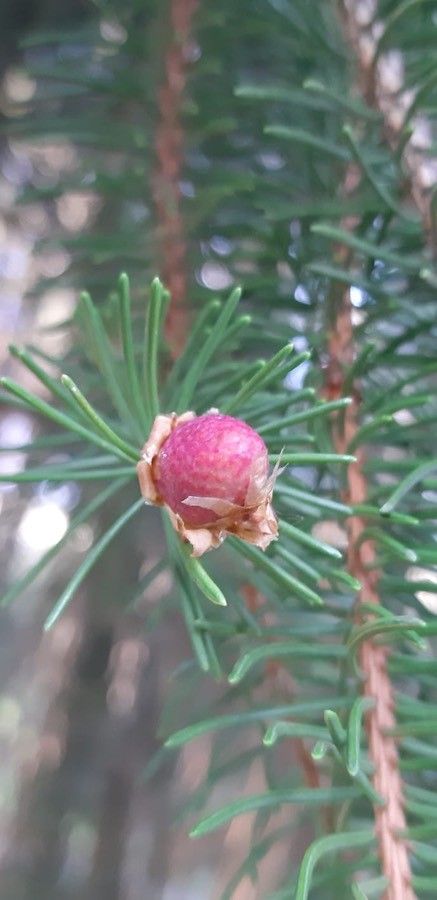 Picea breweriana flower