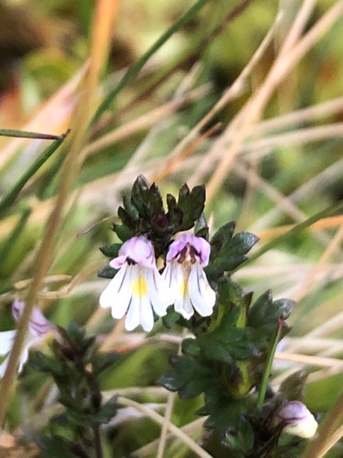 Euphrasia hirtella flower