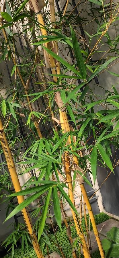 Bambusa eutuldoides leaf