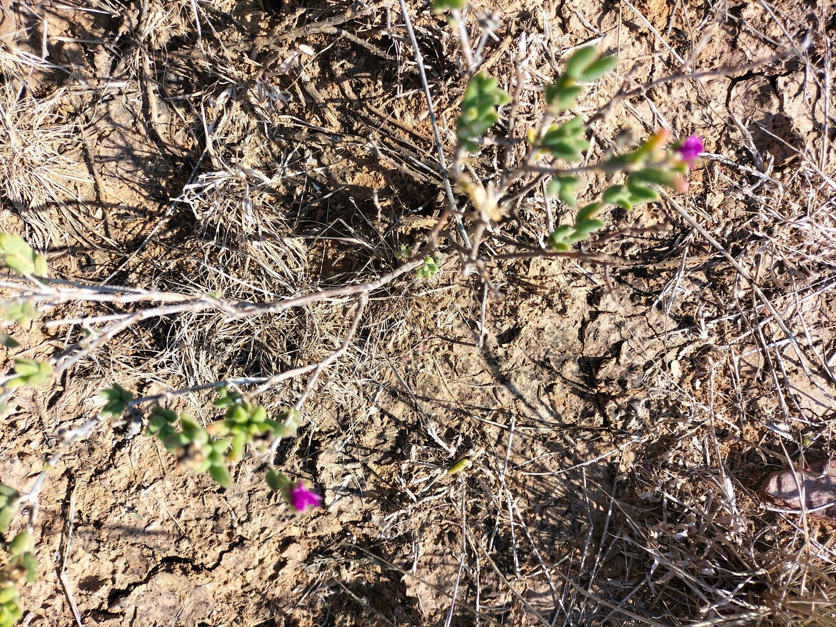 Trichodiadema pomeridianum habit