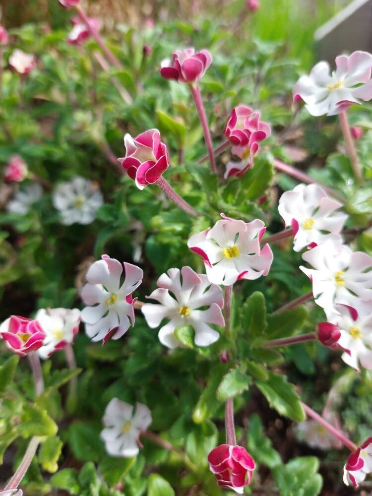Zaluzianskya ovata flower