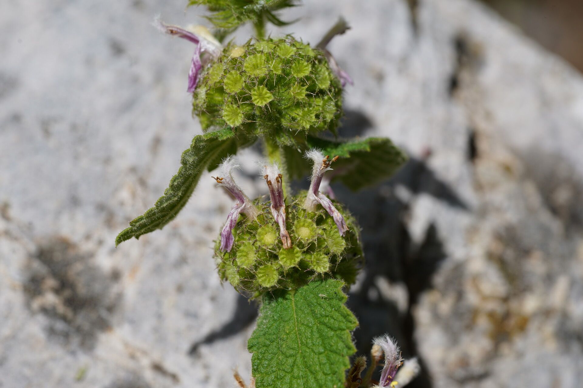 Pseudodictamnus hispanicus flower