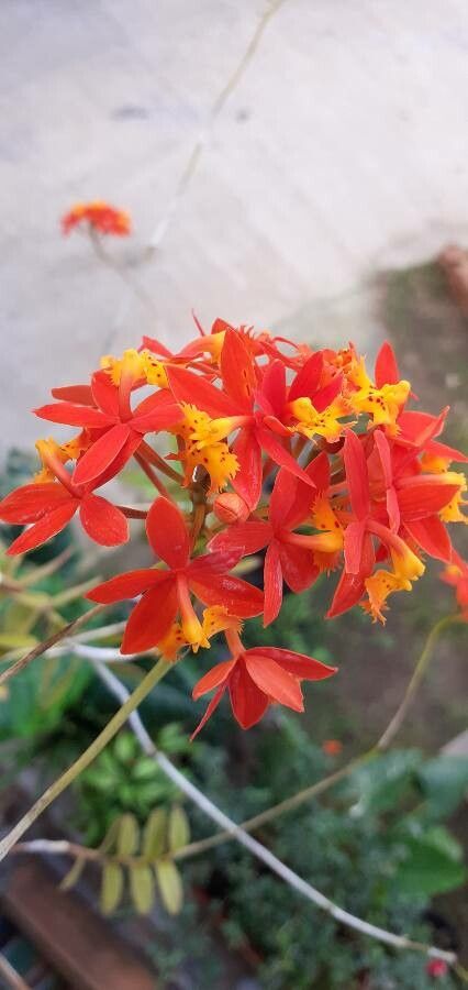 Epidendrum ibaguense flower