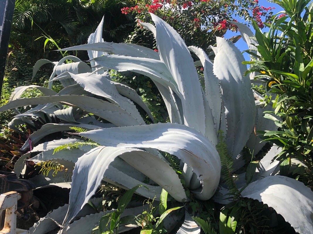 Agave beauleriana leaf