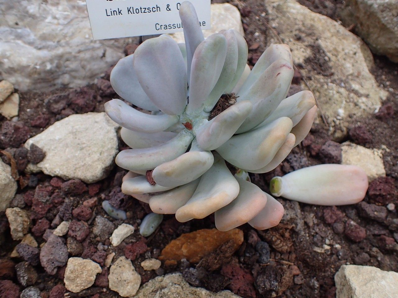 Pachyphytum bracteosum habit