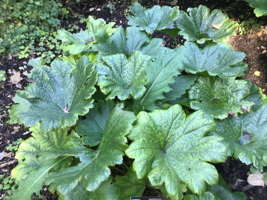 Darmera peltata — search result for 'Saxifragaceae'