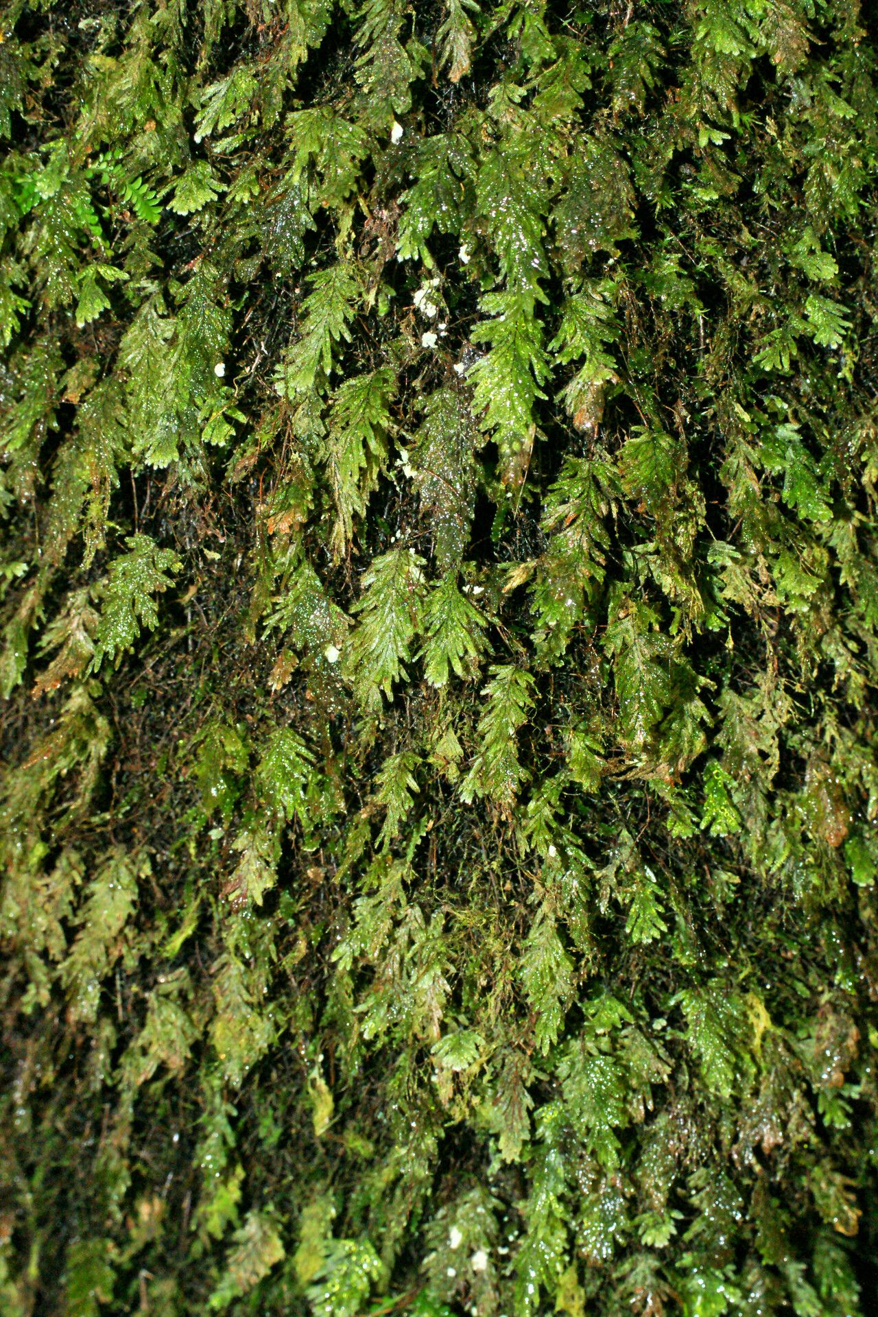 Hymenophyllum viguieri — houseplant care guide