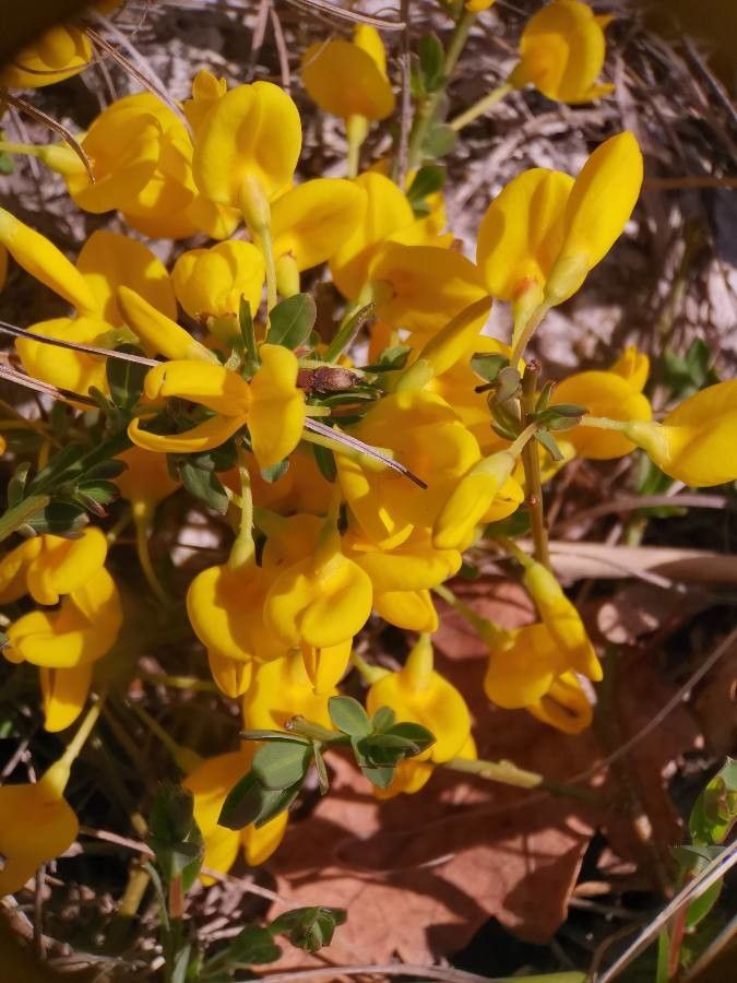 Cytisus pseudoprocumbens — search result for 'Cytisus'