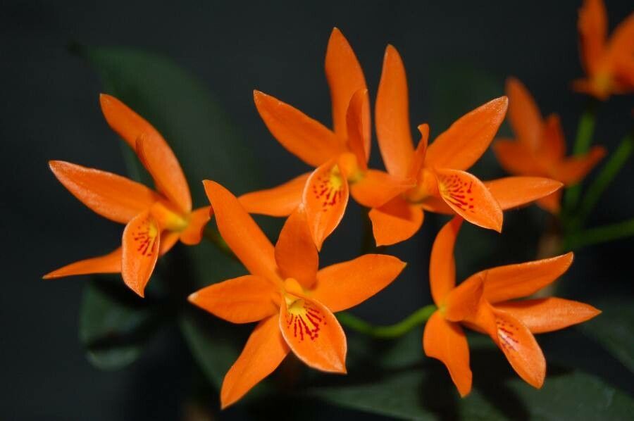 Guarianthe aurantiaca flower