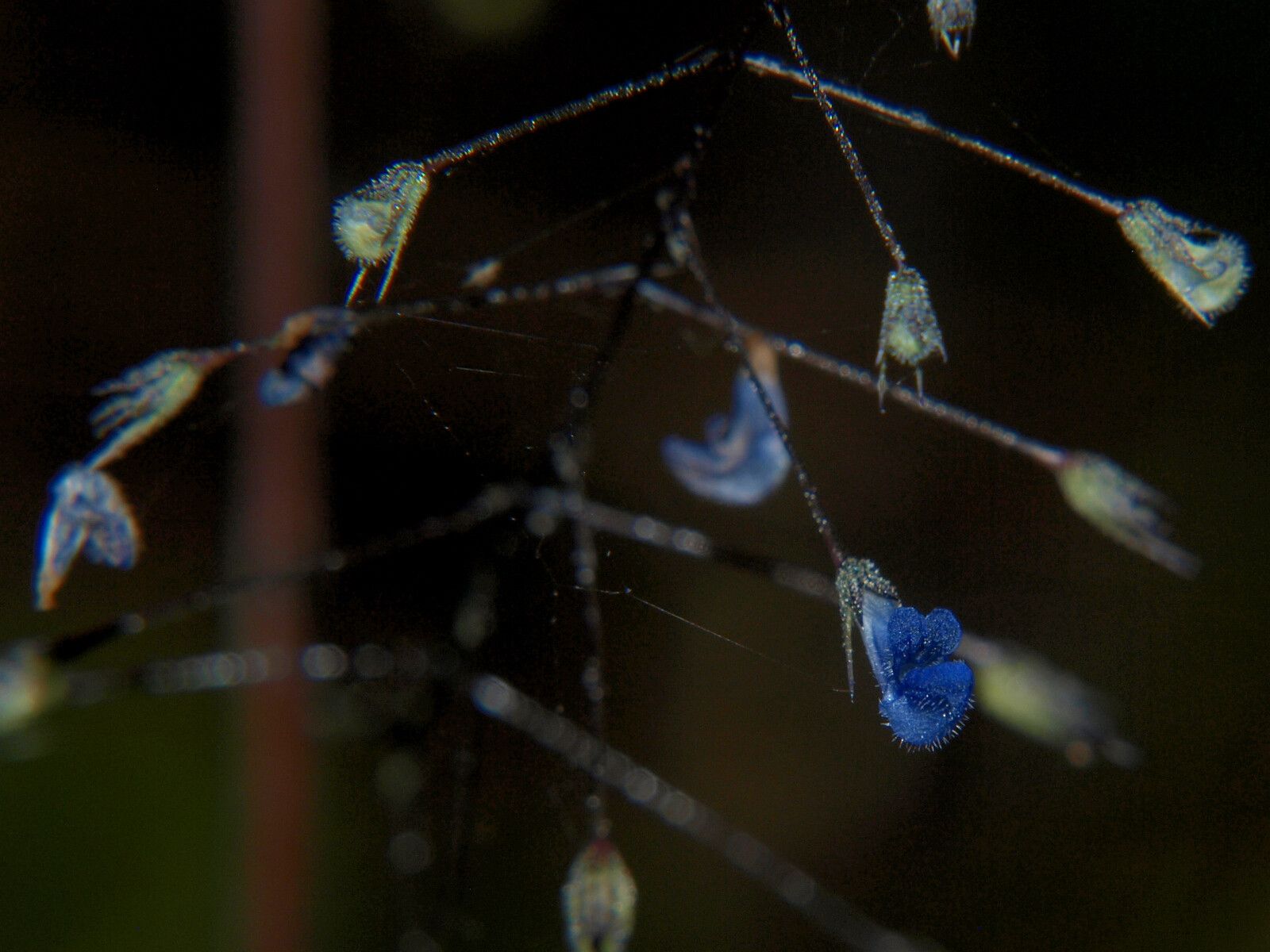 Coleus gracillimus — houseplant care guide