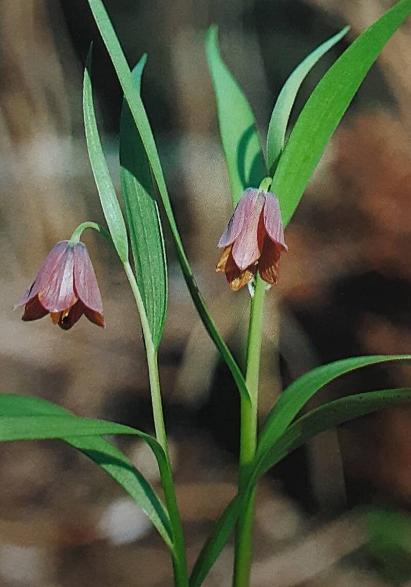 Fritillaria minuta — search result for 'Fritillaria'