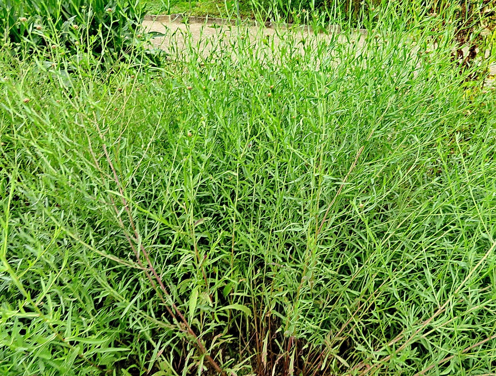 Psephellus sumensis habit