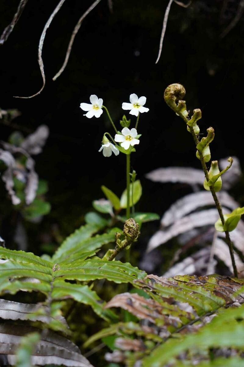 Ourisia macrophylla — related species from the same genus