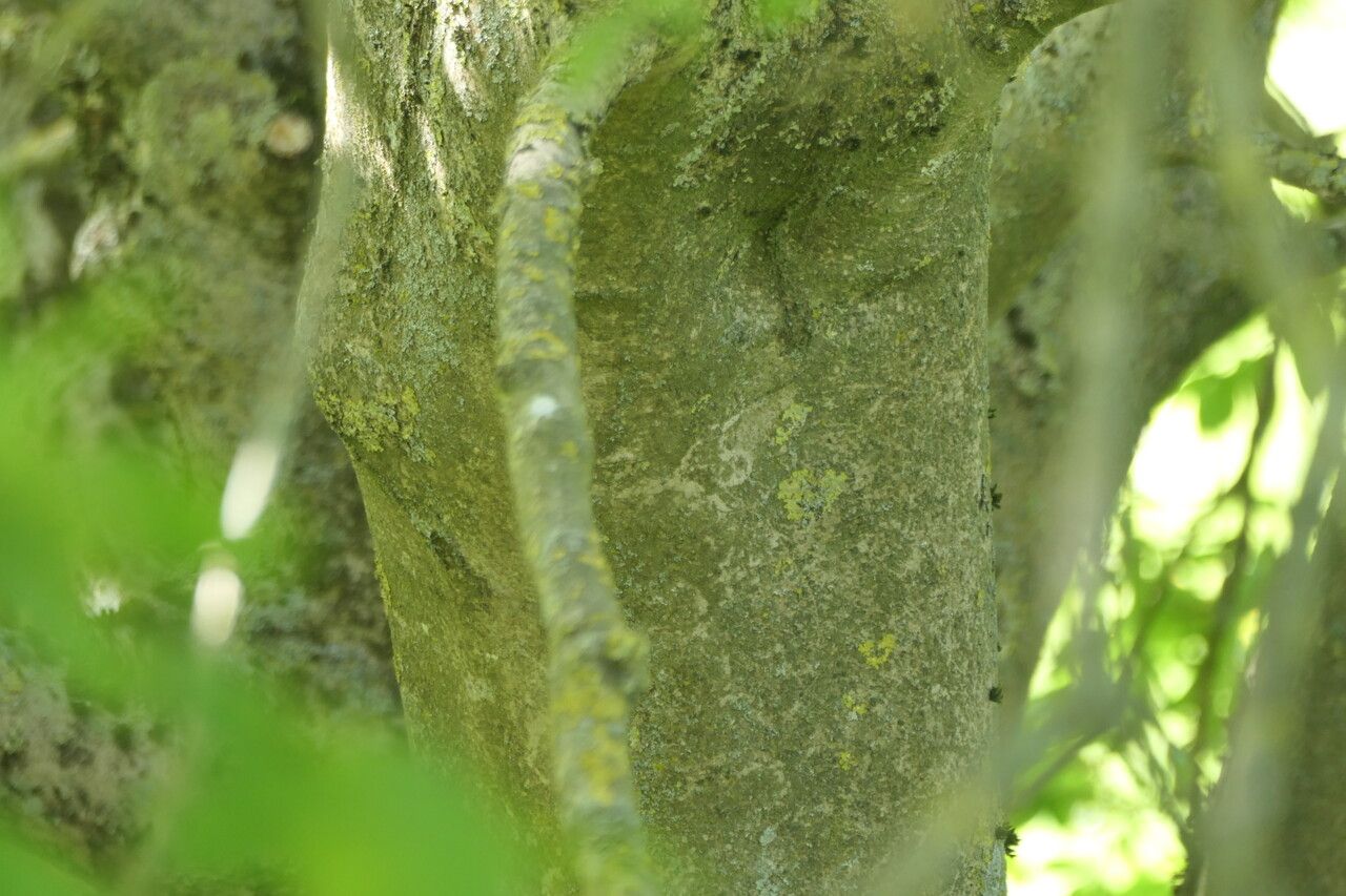 Fraxinus floribunda bark