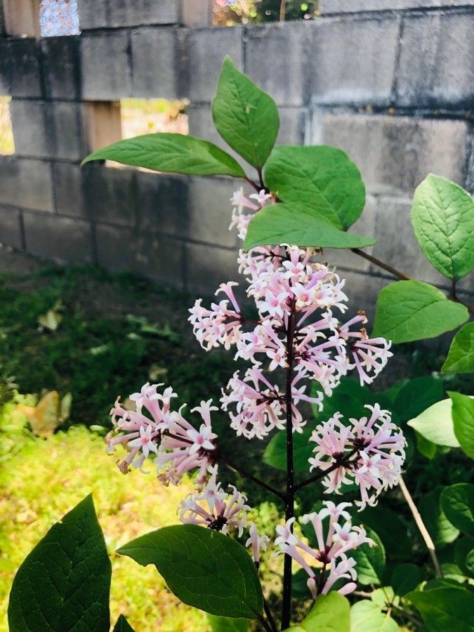 Syringa emodi flower