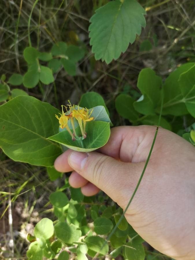 Lonicera dioica flower