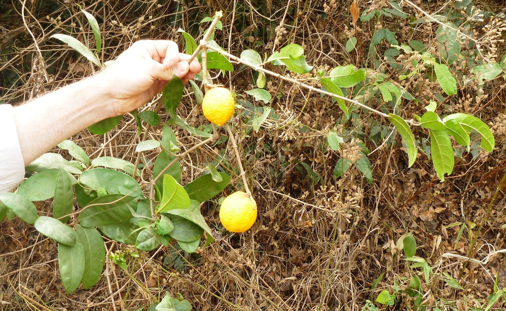 Landolphia dulcis — houseplant care guide