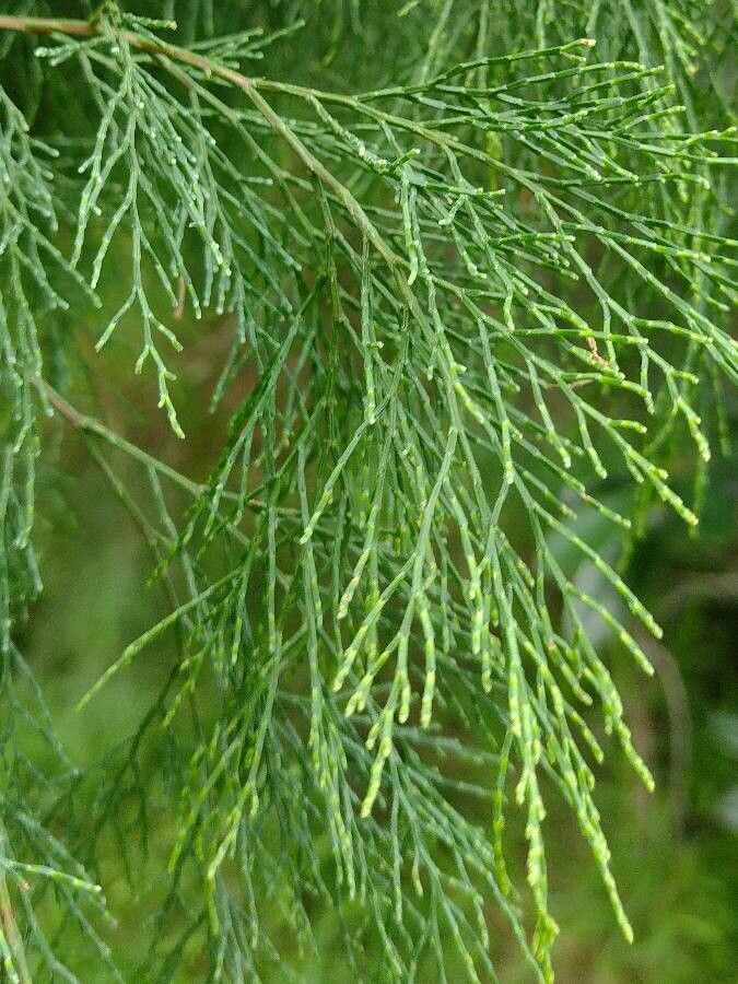 Callitris rhomboidea leaf