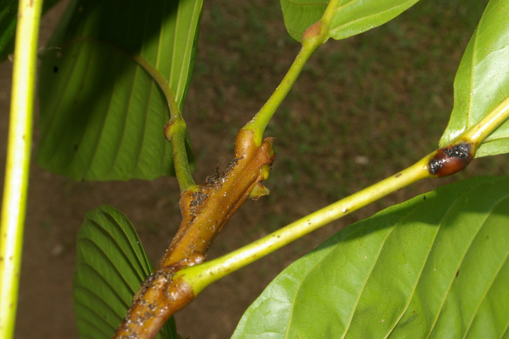 Sloanea laevigata bark