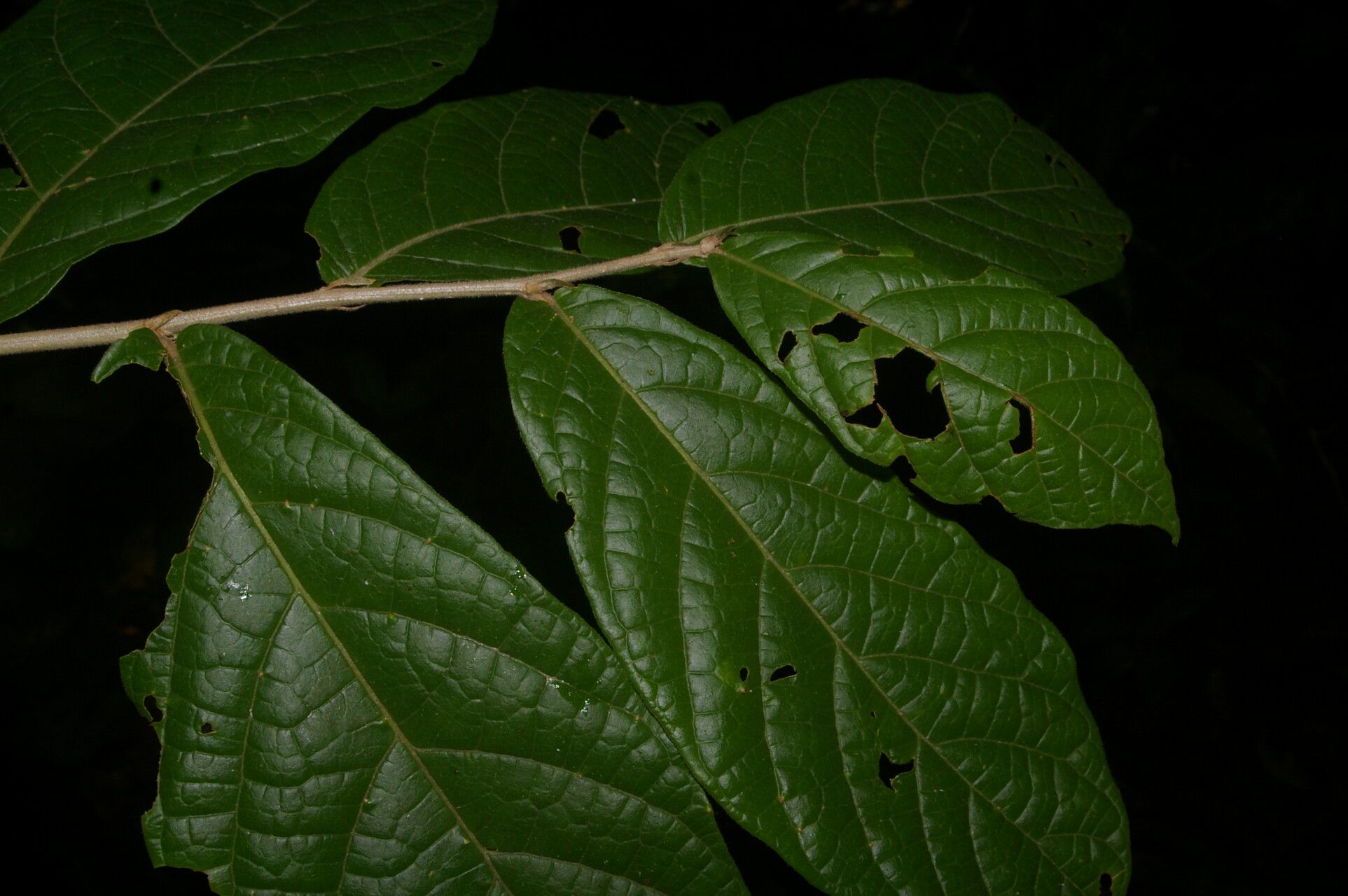 Dichapetalum donnell-smithii — houseplant care guide