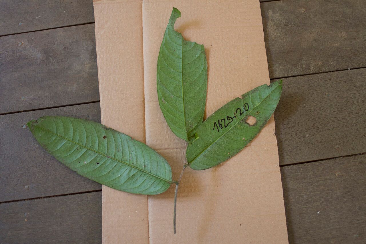 Eschweilera sagotiana leaf