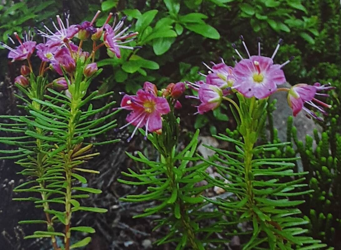 Phyllodoce breweri — related species from the same genus