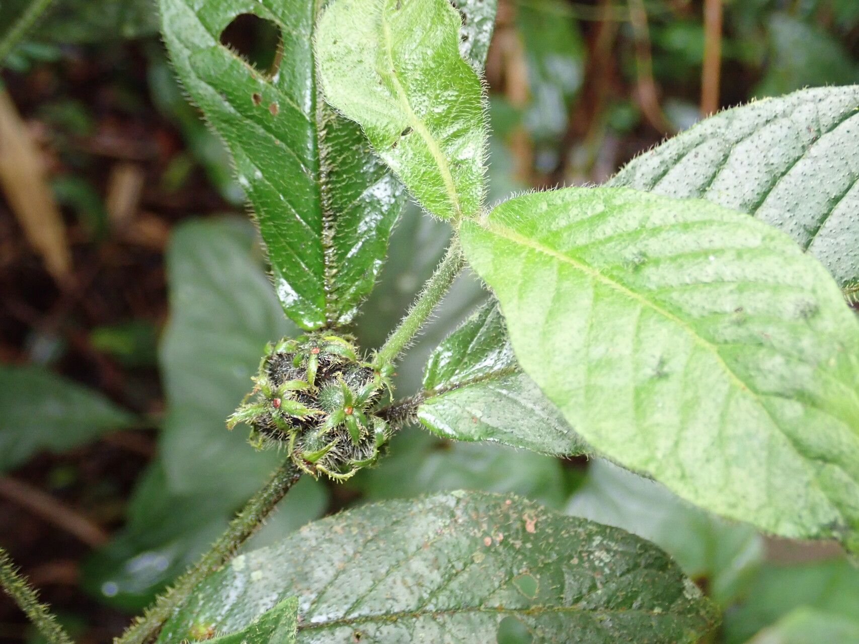 Psychotria retrorsipilis fruit