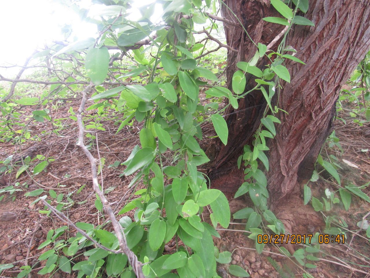 Pentatropis nivalis habit