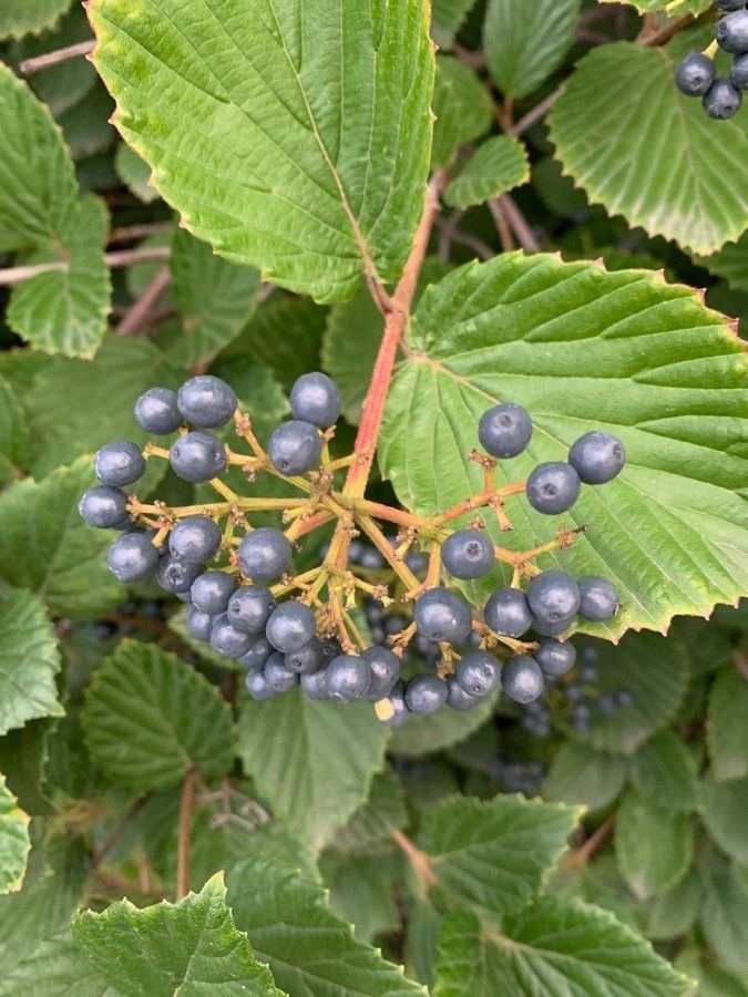 Viburnum recognitum fruit