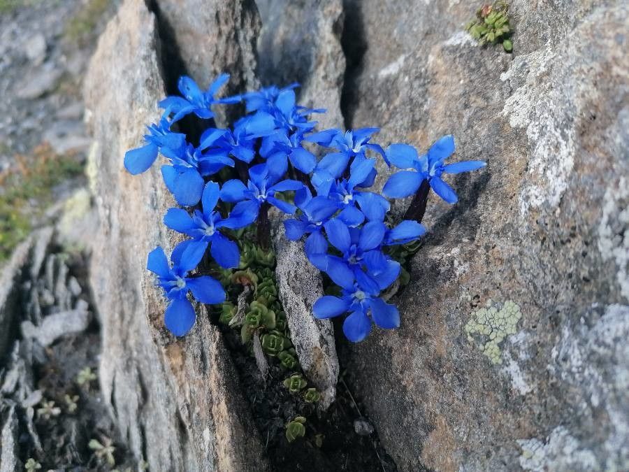 Gentiana schleicheri flower