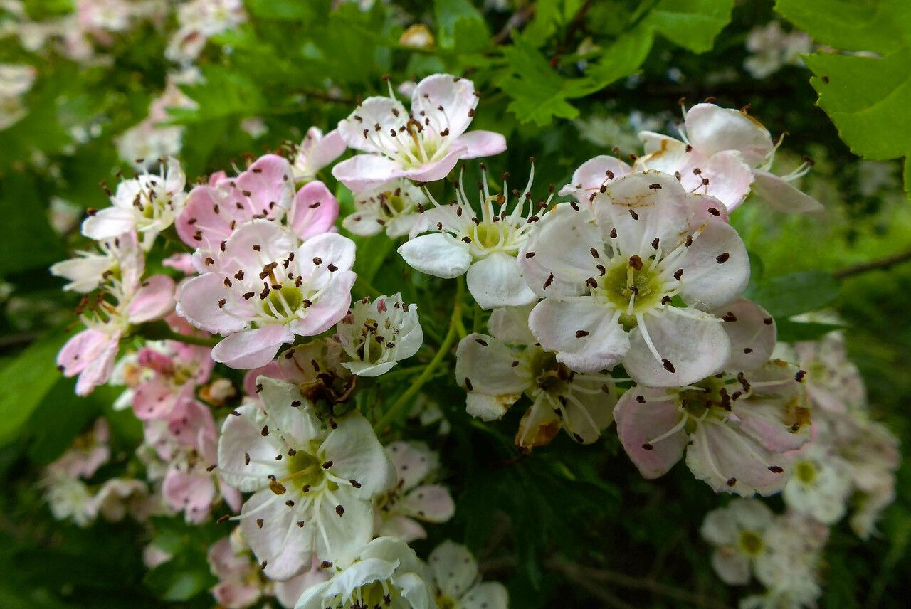 Crataegus x subsphaerica flower