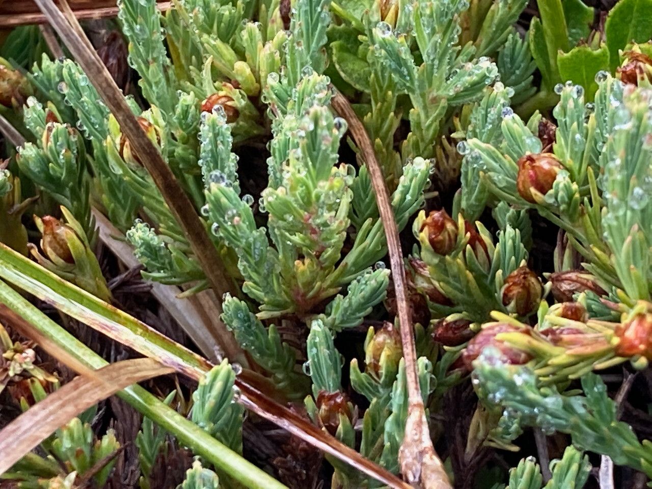 Hypericum selaginella leaf