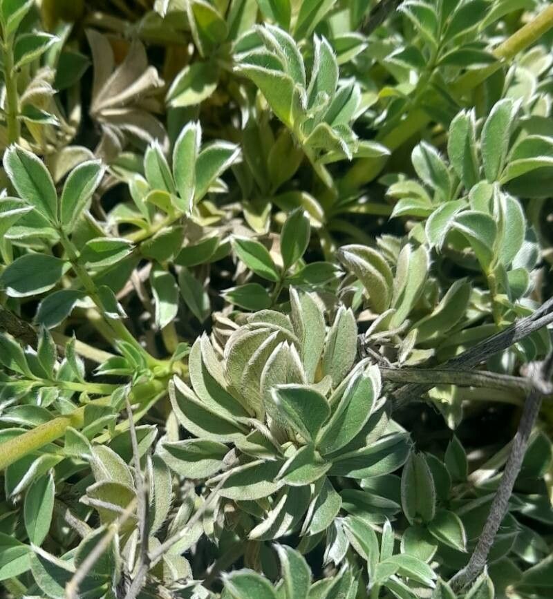 Acaena splendens — houseplant care guide