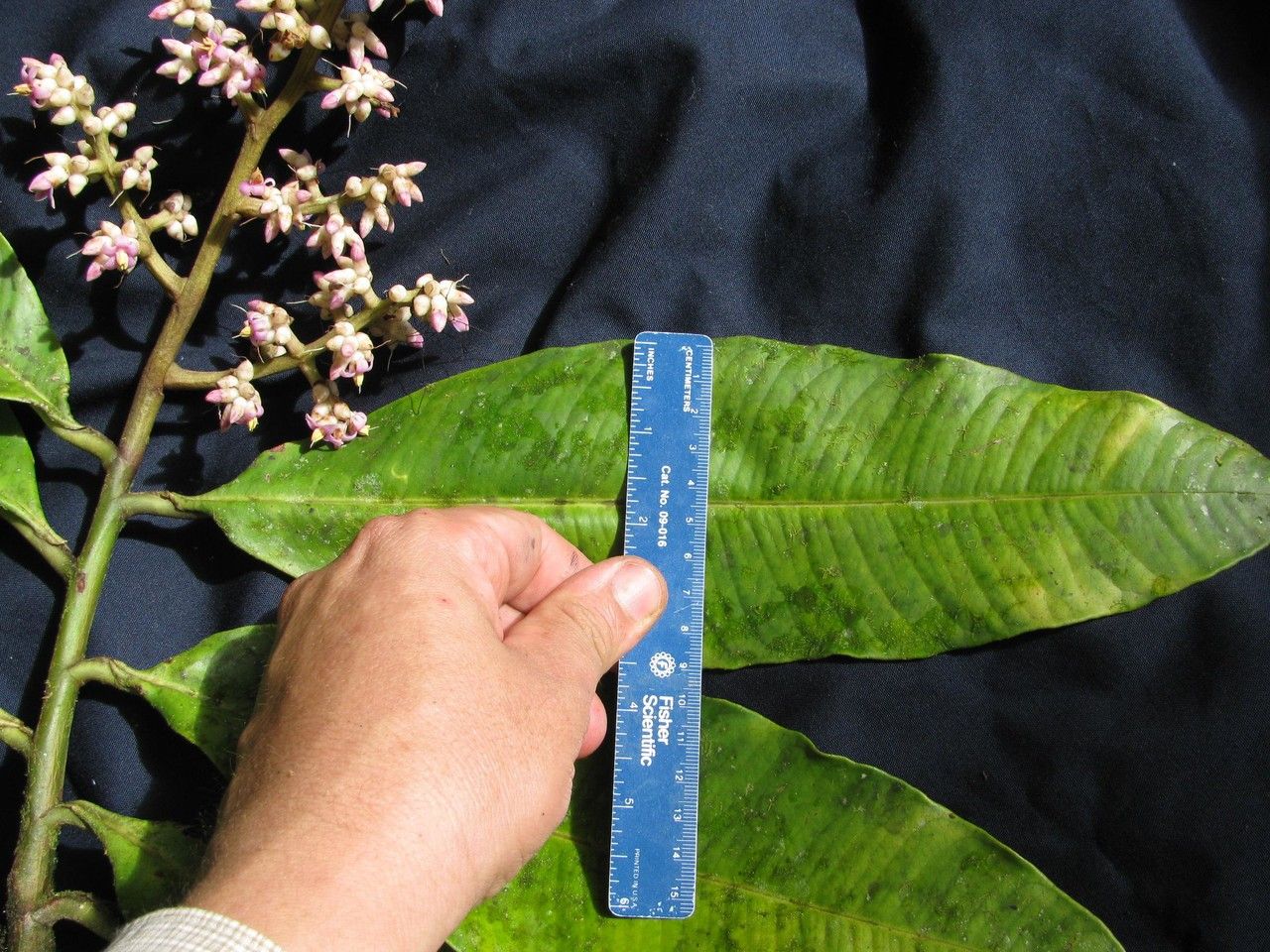 Ardisia furfuracea other