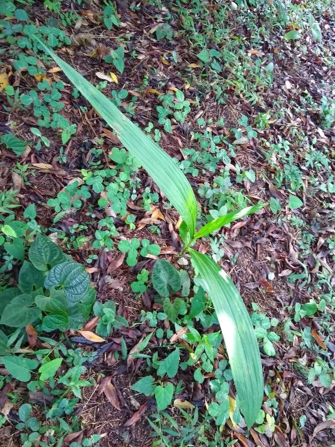Eulophia alta — related species from the same genus