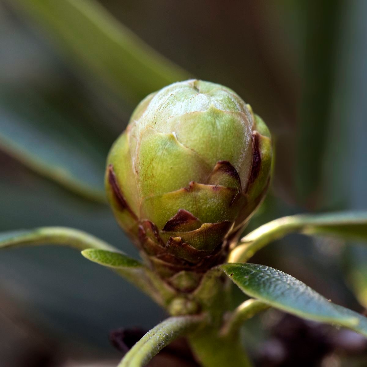 Rhododendron anwheiense other