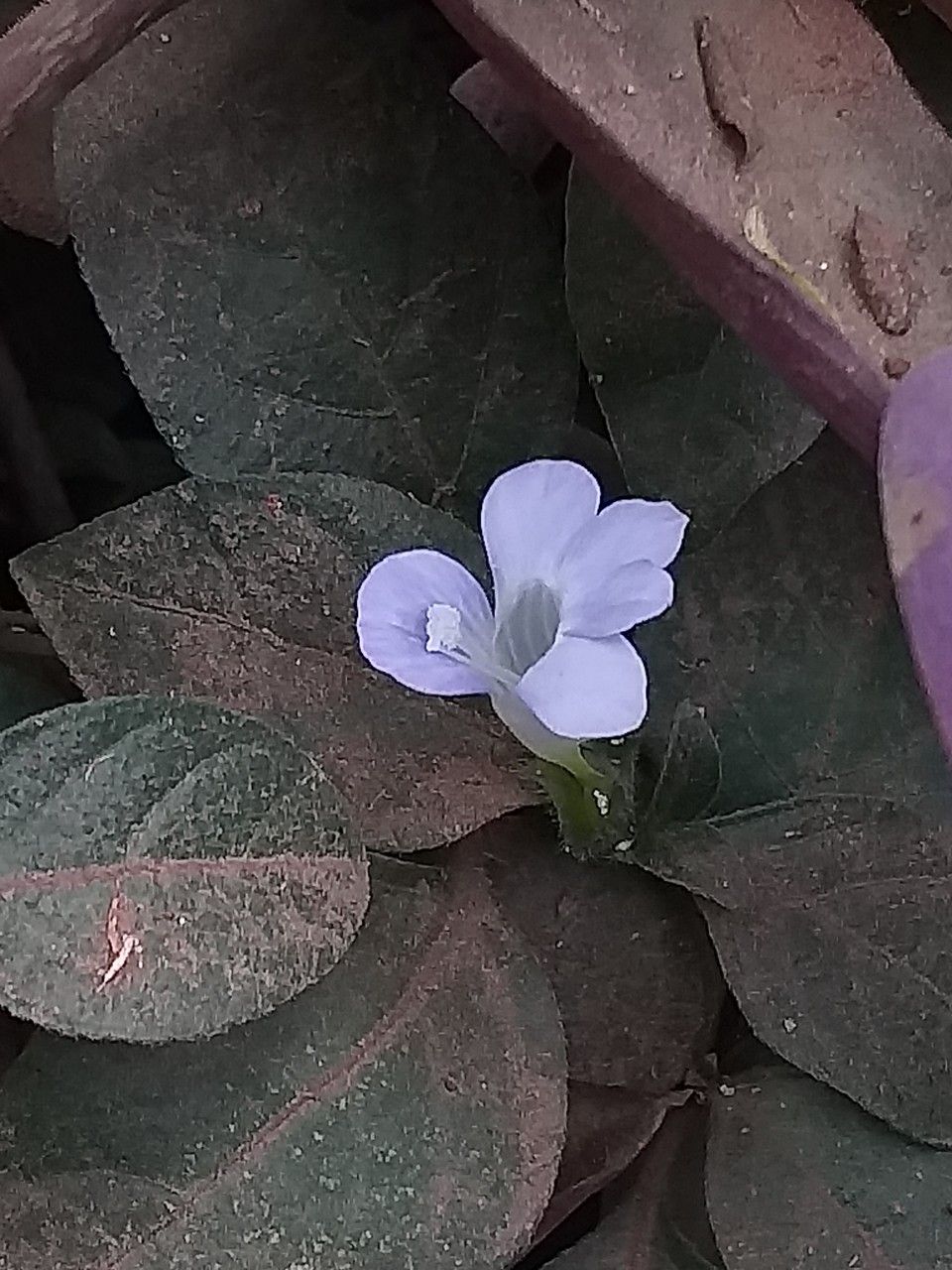 Barleria ventricosa leaf