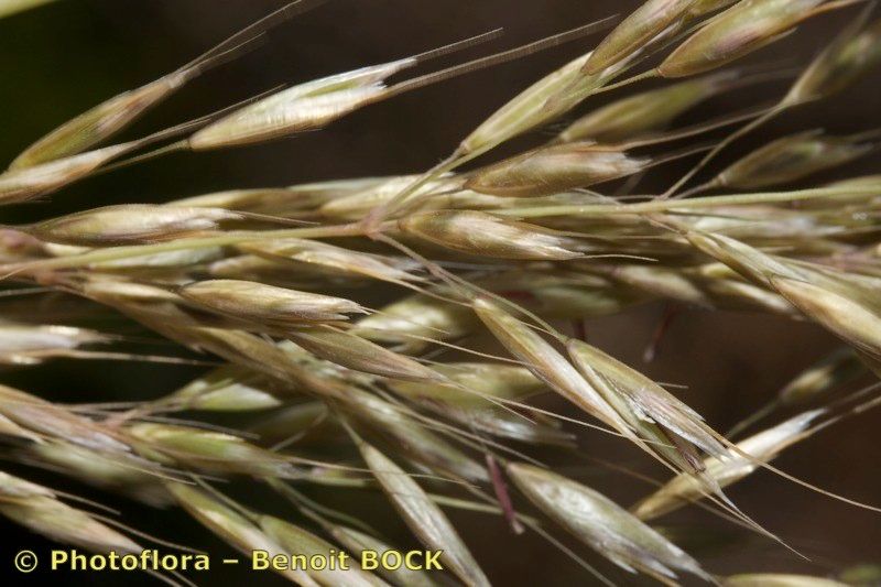 Arrhenatherum album fruit