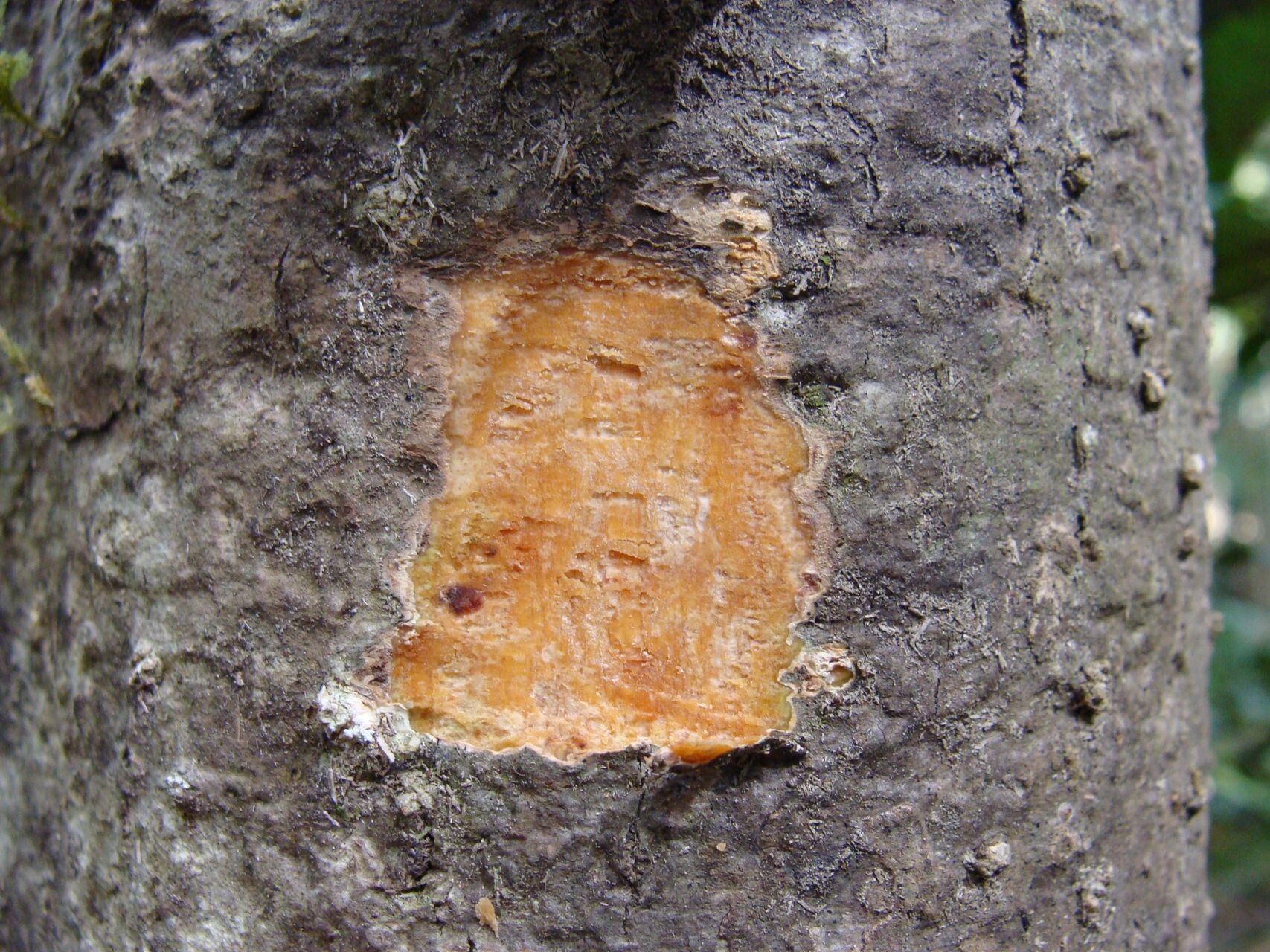 Chionanthus pedunculatus bark