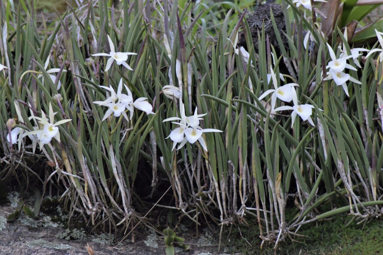 Brassavola perrinii leaf