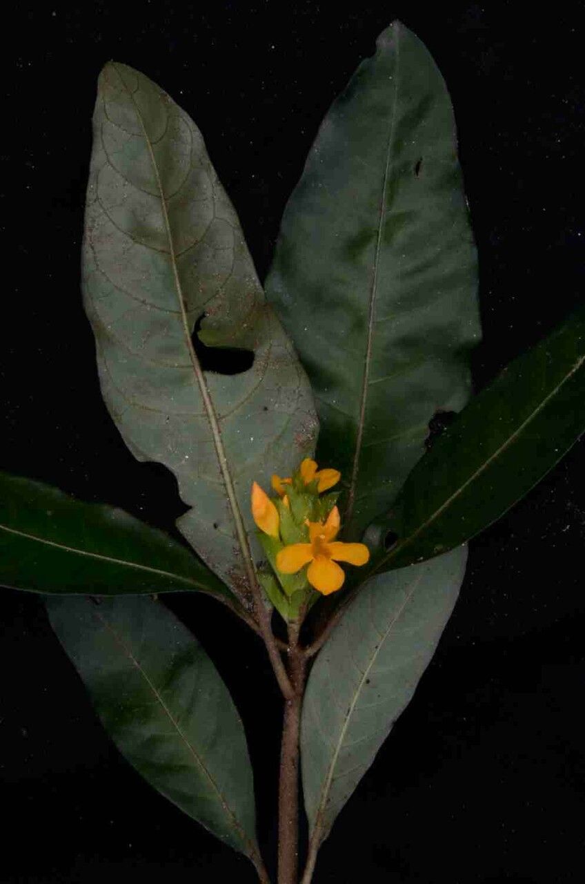 Aphelandra ornata leaf