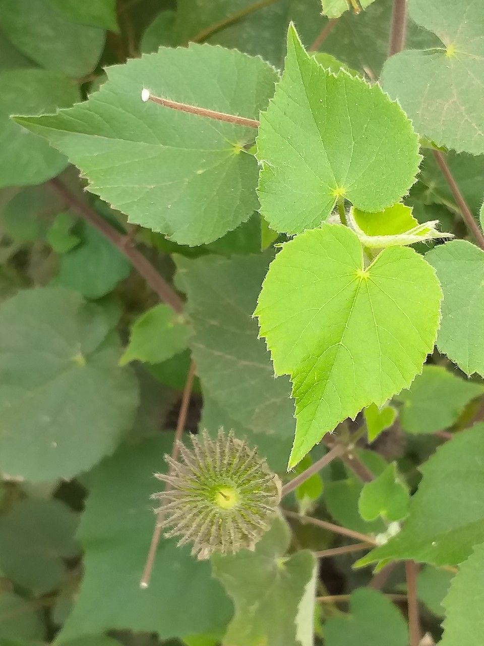 Abutilon mauritianum — search result for 'Abutilon'