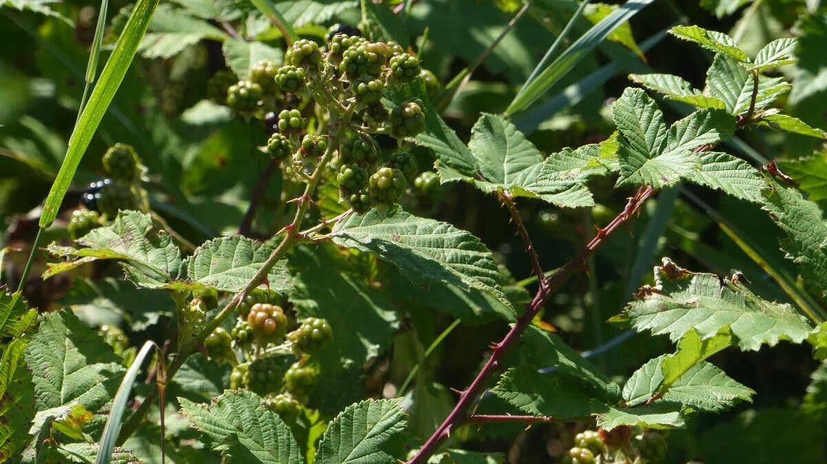 Rubus procerus fruit