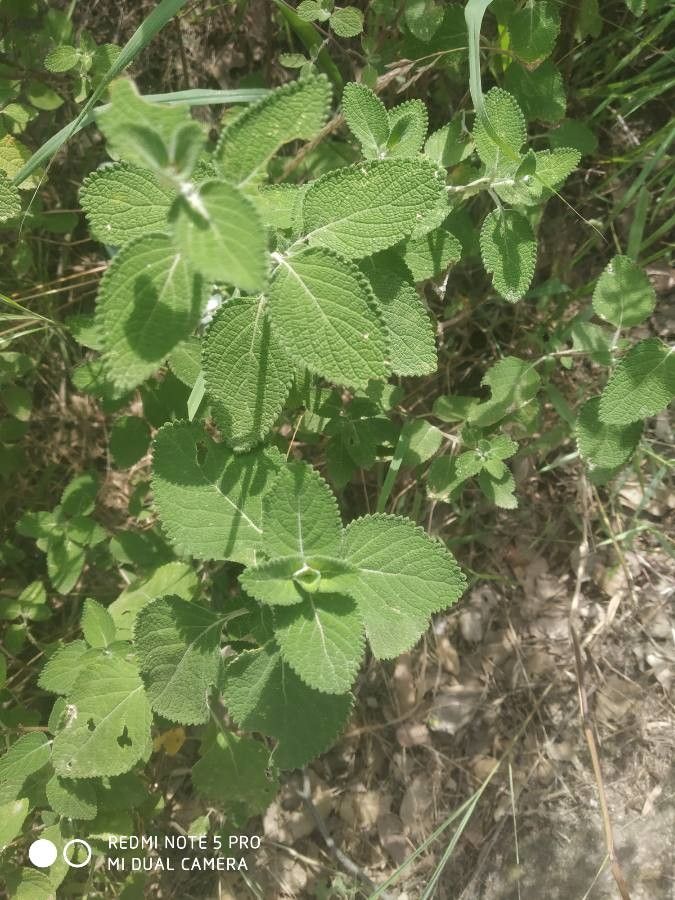 Isodon rugosus — houseplant care guide