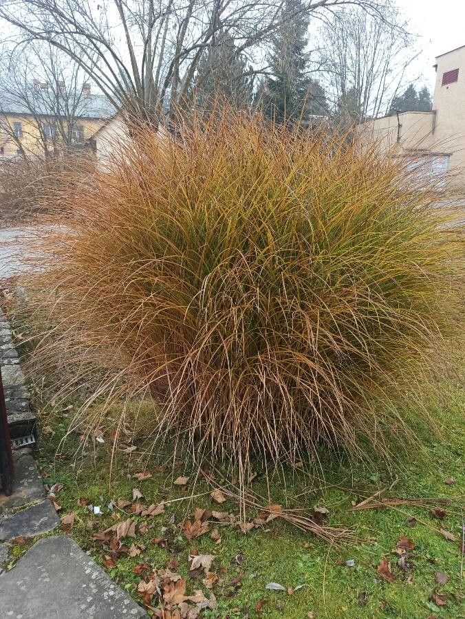 Carex testacea habit