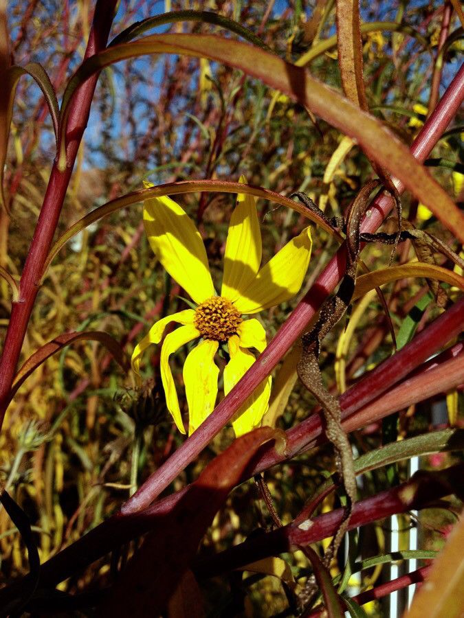 Helianthus pauciflorus flower